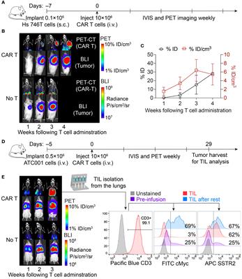 Low-dose targeted radionuclide therapy synergizes with CAR T cells and enhances tumor response